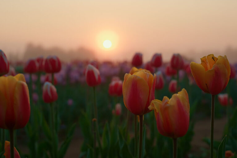 Easter Reflections: Embracing Grief as a Path to Spiritual Renewal